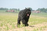 BOUVIER DES FLANDRES 527